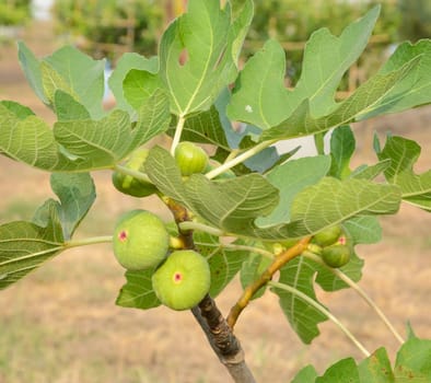Leaves and fruit of common fig