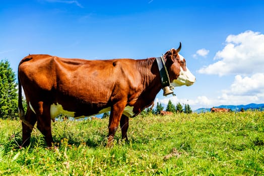 Cow, farm animal in the french alps, Abondance race cow, savy, beaufort sur Doron