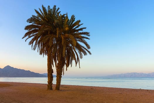 Twin palm at Assalah beach in Dahab