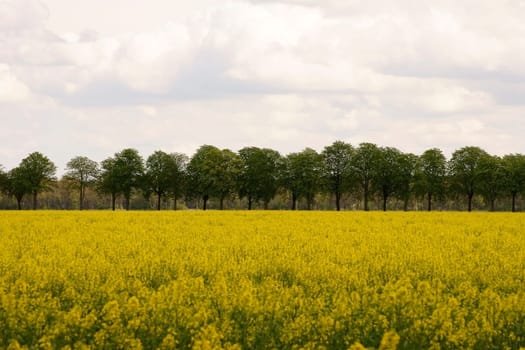 A tree avenue with chestnut trees behind a yellow rapeseed field.