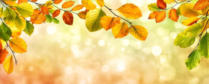 Colorful autumn beech leaves border on a beautiful nature bokeh background,wide panorama format