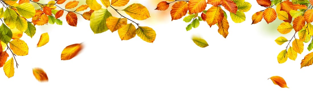 Colorful autumn beech leaves border,studio isolated on pure white background,wide panorama format