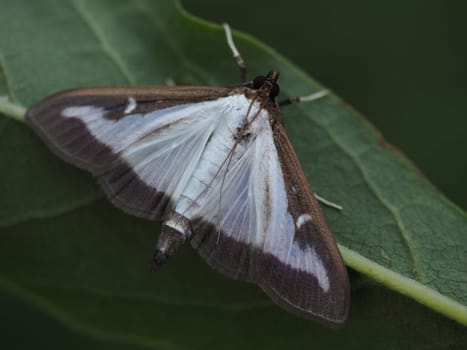 Boxwood-Zünsler - Moth