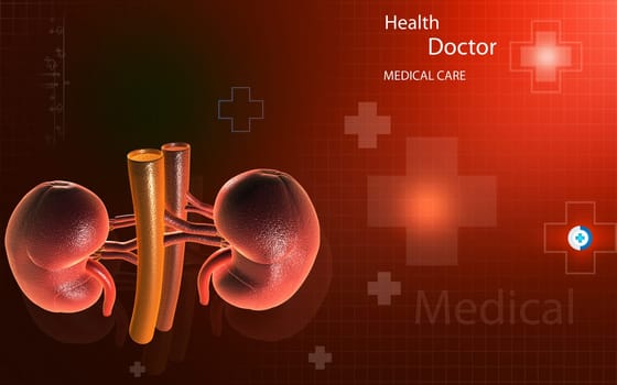 Digital illustration of kidney in colour background