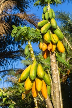 Papaya pawpaw trees fruit ripe ready for harvest