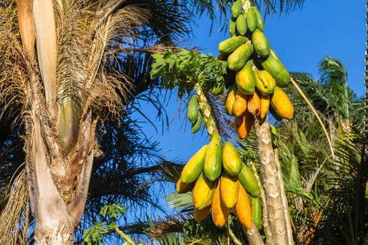 Papaya pawpaw trees fruit ripe ready for harvest