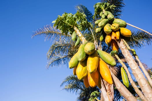 Papaya pawpaw trees fruit ripe ready for harvest