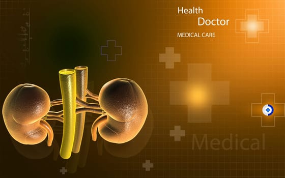 Digital illustration of kidney in colour background