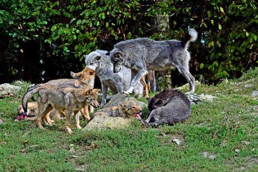 Wolf family