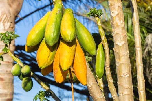Papaya pawpaw trees fruit ripe ready for harvest