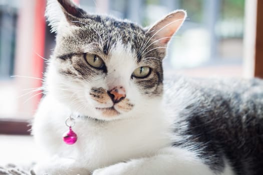 Siamese cat relaxing on his side, stock photo