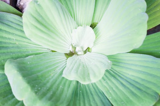 Green leaves close-up natural background, stock photo