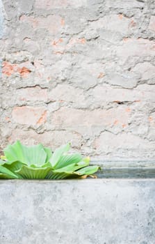 Green plant with brick background, stock photo
