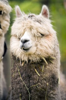 A unique looking Llama pauses to look at the camera while taking the morning feeding