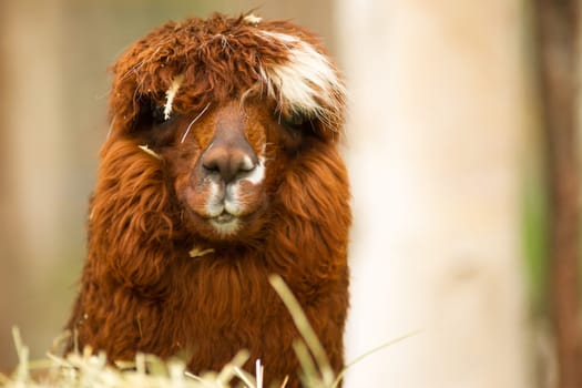 A unique looking Llama pauses to look at the camera while taking the morning feeding