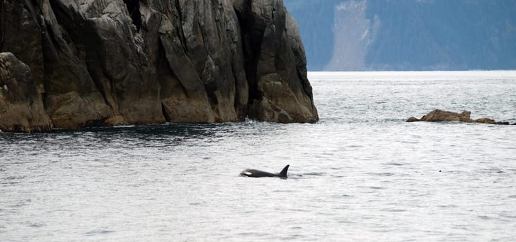 A killer whale surfaces in the Pacific Ocean off the coast of Alaska