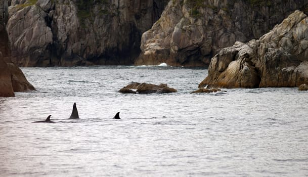 A pod of whales break the water's surface Alaska Coast