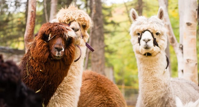 A group of Llama pause to look at the camera while taking the morning feeding
