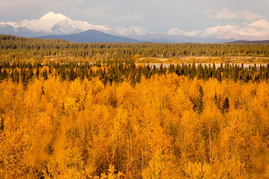 Bright yellow leaves fill the valley around the Tanana River near Delta Junction