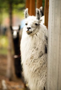 A unique looking Llama pauses to look at the camera while taking the morning feeding