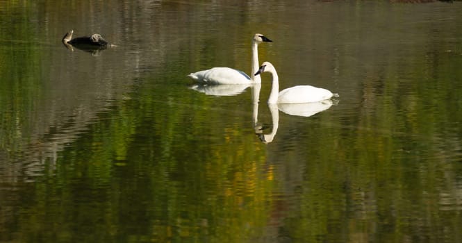 A calm lake supports two Trumpeter Swans during the fall in Alaska