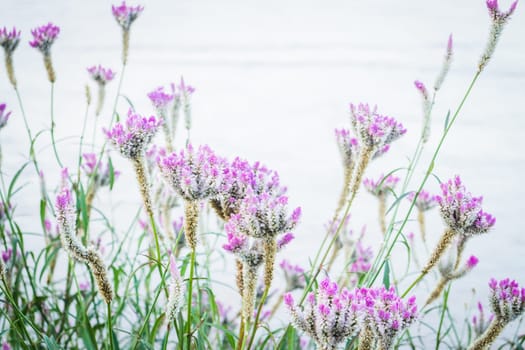Vintage flower plant on summer, stock photo