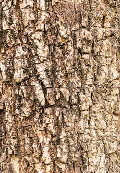 Texture of a wood from tree for background