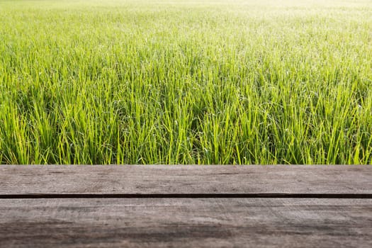 Pattern of green grass and wood floor with color of morninglight