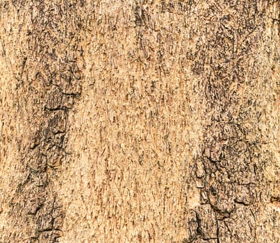 Texture of a wood from tree for background