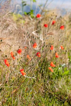 Gossip poppy on the edge of a barley field