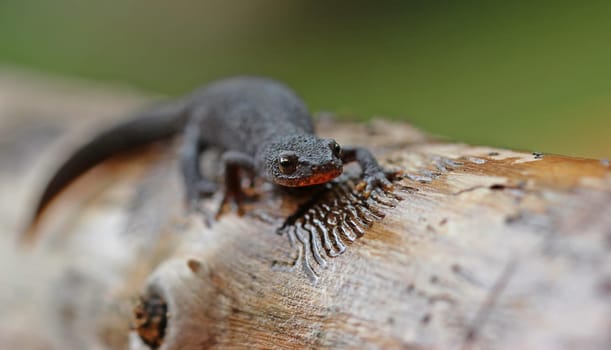 Female mountain newt (Ichthyosaura alpestris) in country costume