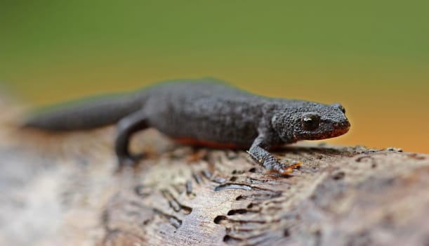 Female mountain newt (Ichthyosaura alpestris) in country costume