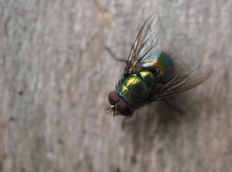 Gold fly