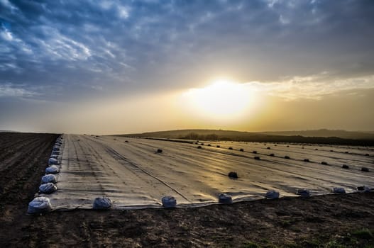 Field with foil in dramatic backlight