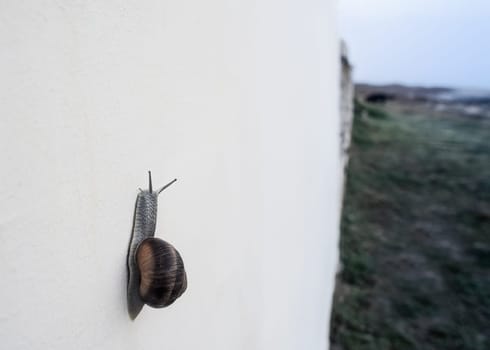 Vineyard snail climbs up a wall