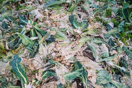 Plantation with cauliflower after harvest