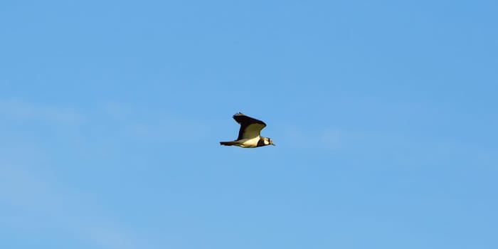 Kiebitz in flight in front of blue sky