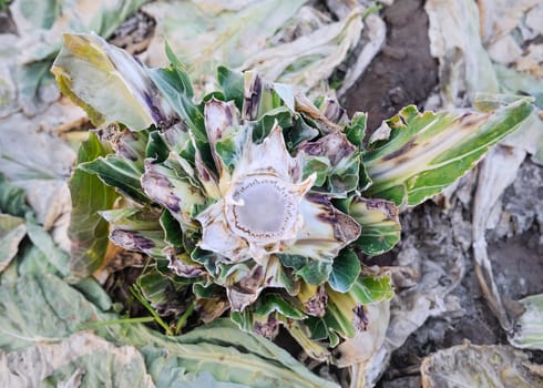 Plantation with cauliflower after harvest