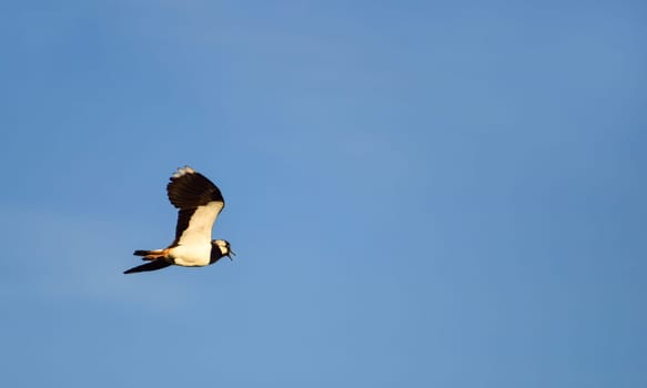 Kiebitz screams in flight