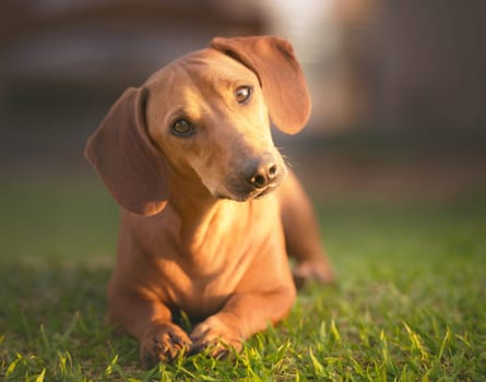 Dog in the grass under sunset looking at the camera.
