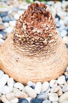Plant with brick background in garden, stock photo