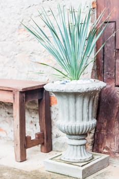 Green plant decorate in garden, stock photo