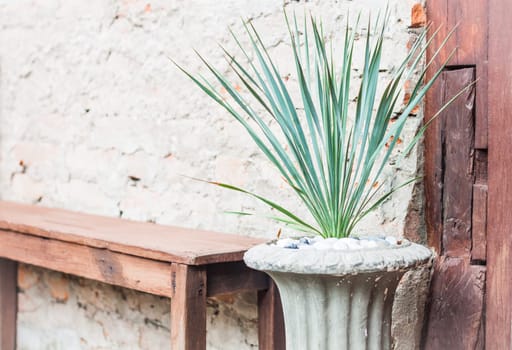 Green plant decorate in garden, stock photo