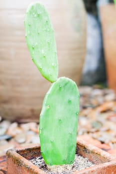Green leaves with red brick background, stock photo