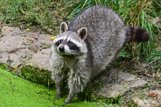 Raccoon