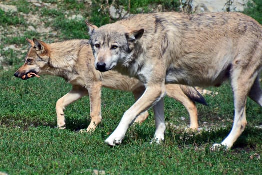 Timberwolves