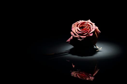Close-up of a dried red rose in the spotlight against a black background
