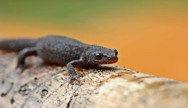 Female mountain newt (Ichthyosaura alpestris) in country costume