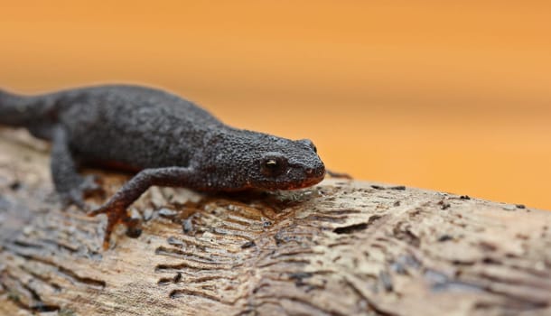 Female mountain newt (Ichthyosaura alpestris) in country costume