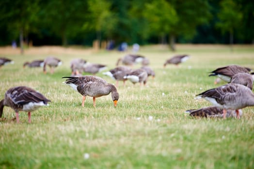 Group of greylag geese (Anser anser) foraging in the grass in park.
